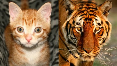 are tigers friendly to cats